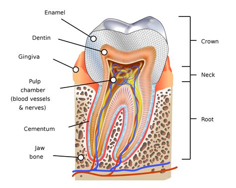 When Do Wisdom Teeth Emerge Greenlife Dental