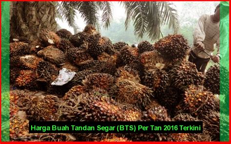 Harga tandan buah segar (tbs) kelapa sawit kembali terjun. Harga Buah Tandan Segar Kelapa Sawit 2016 Terkini ...