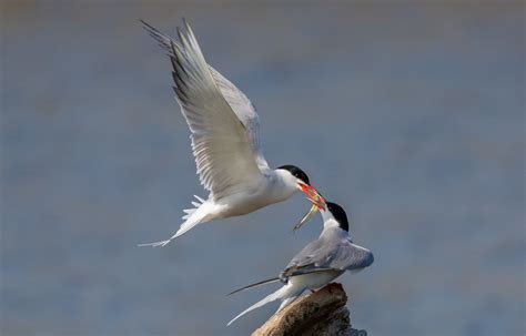 Common Tern Blue House Farm Jason Fox Flickr