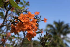 The geiger tree is widely grown in the tropics for its showy, bright orange flowers. Orange Geiger A Splendid Coastal Tree for Florida ...