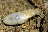 Pictures of Isoptera Termites