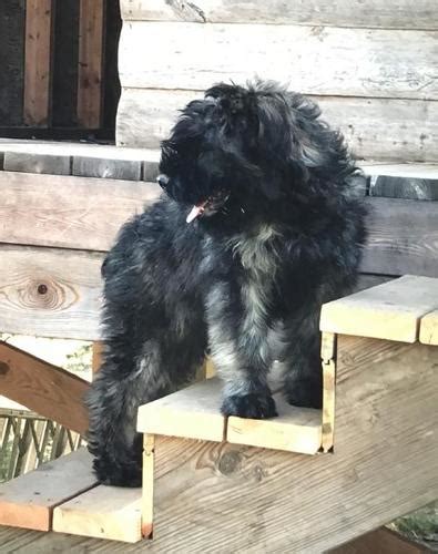 Bouvier pups, 4.5 weeks old. Bouvier des Flandres Puppy for Sale - Adoption, Rescue for ...