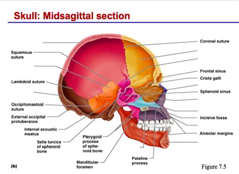 Skull Midsagittal Diagram Quizlet