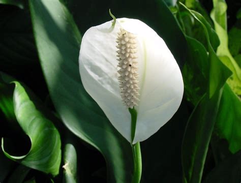 How To Grow Peace Lily Indoors