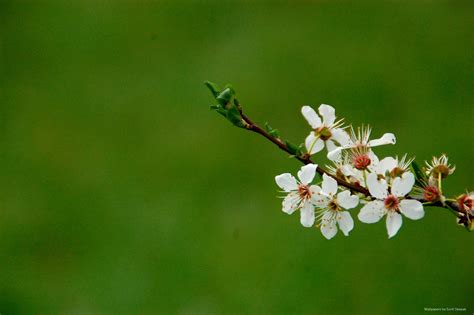 Free High Resolution Wallpapers Spring Flowers 2014