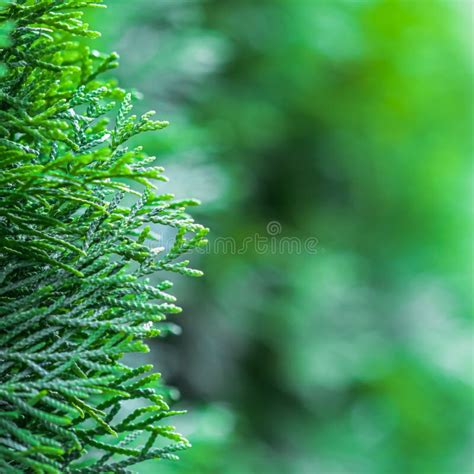 Blurred Nature Background Closeup Green Leaves Of Evergreen Coniferous