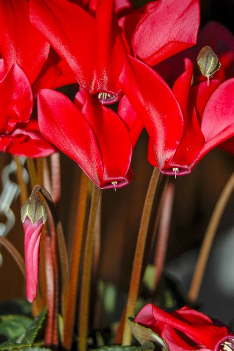 Fotos Gratis Naturaleza Flor Pétalo Florecer Decoración Rojo