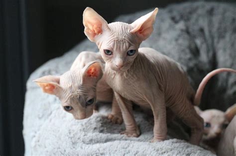 Sphynx Beautiful Sphynx Kittens For Adoption Dogs For Sale Price