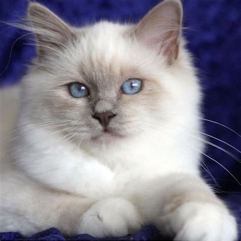 Lilac Point Birman Kittens For Sale Koratcapicturesny