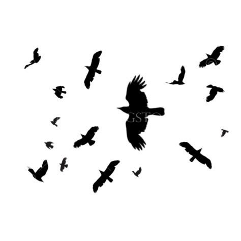 All Collection Black Birds Png Stock Photo Large