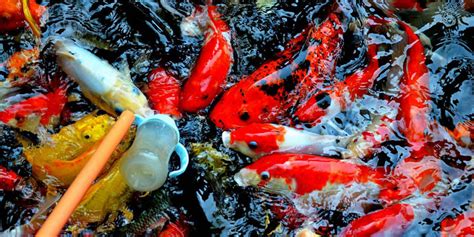 Daftar Makanan Ikan Koi Terbaik & Cara Memilih yang Tepat | PintarPet