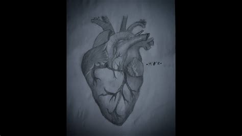 Imagenes Del Corazon Humano Para Dibujar Painted Anatomical Heart