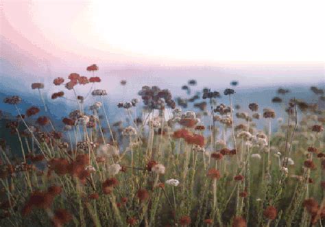 Check spelling or type a new query. Pin by Mysecretworld_ on Nature - gif and videos | Nature ...