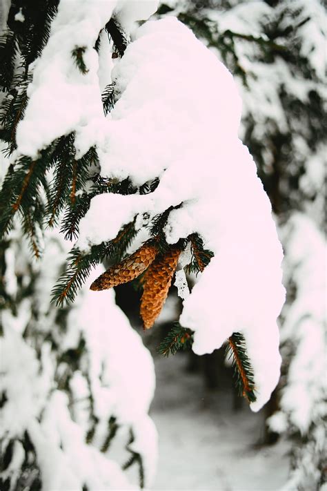 Branch Snow Cones Spruce Winter Hd Phone Wallpaper Peakpx