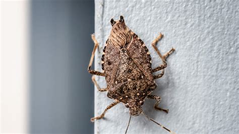 Invasive Stink Bug Population To Increase Across These Midwestern