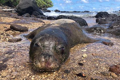 Hawaiian Monk Seal Updates Noaa Fisheries