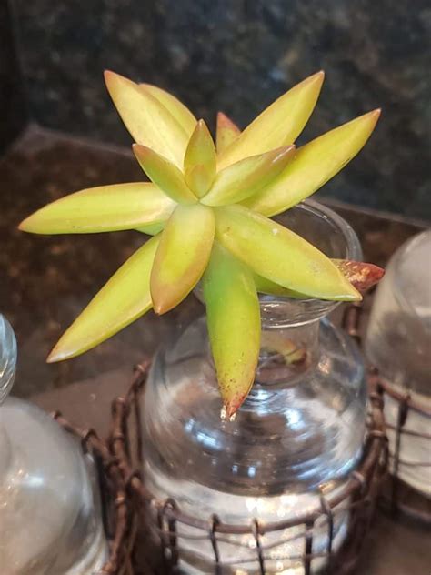 Some people have succulents growing in water hydroponically. Growing Succulents Indoors - The Green Experiment Company