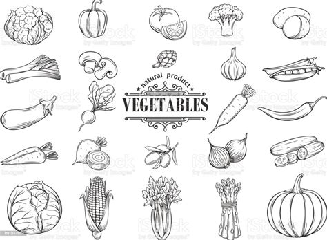 Ilustración De Vector Dibujado A Mano Verduras Iconos Conjunto