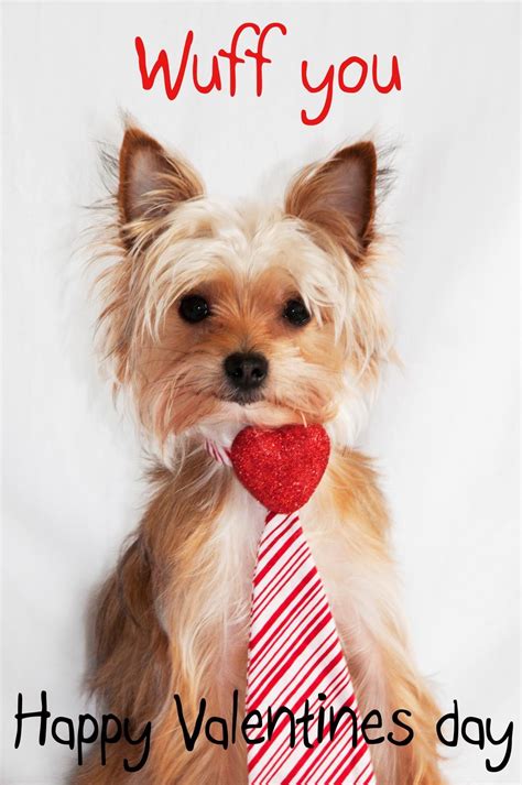 Valentines Day Pets Wallpapers Wallpaper Cave