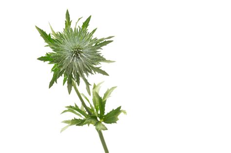 Single Thistle Isolated On White Background Stock Photo Download