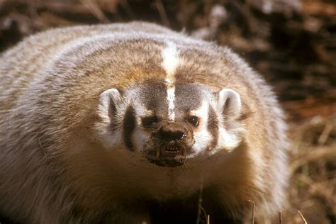 Angry Badger Stock Photos Pictures And Royalty Free Images Istock
