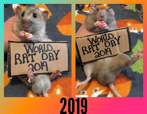 Its World Rat Day 2019 🐀 Rrats