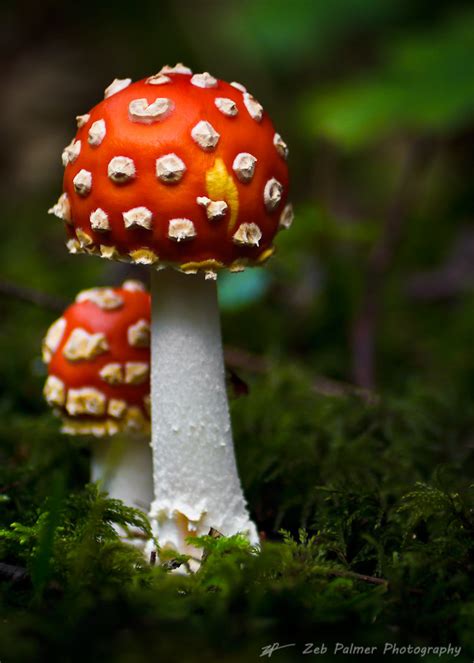 Rainforest Mushrooms Amanita Muscaria Please See My Webs Flickr
