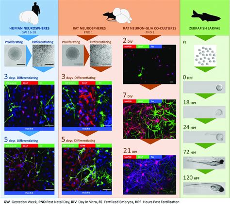 Overview Of In Vitro And In Vivo Models Used For Expression Analyses Of