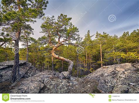 Beautiful Pine Tree At Forest Stock Image Image Of Nature Karkaraly