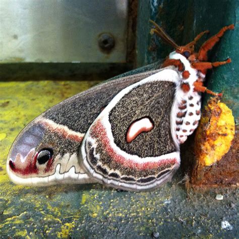 Cecropia Moth In London On Parking Garage North Americas Largest