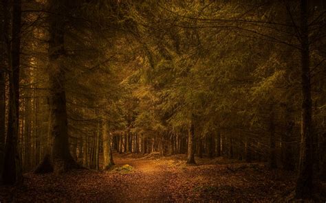 Sfondi Luce Del Sole Alberi Paesaggio Foresta Autunno Le Foglie