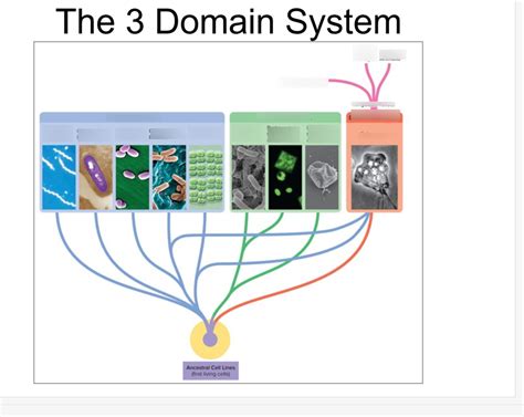 Ch1 The 3 Domain System Diagram Quizlet
