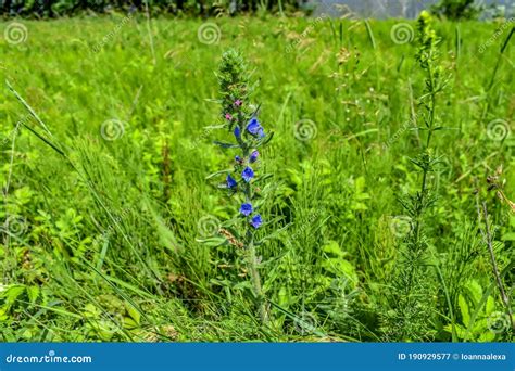 A Stem Of A Blueweed With Blue Flowers Grows In A Meadow Among Green