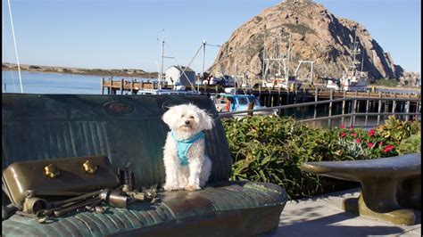 Pin By Chey On My Sweet Isaboo Pooch Morro Bay Bay