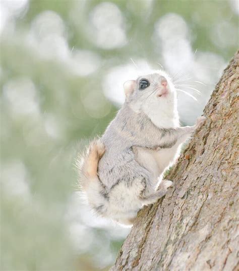 The japanese dwarf flying squirrel is quite small—its body is usually 6 to 8 inches long and it also has an adorable little tail that is 4 to 6 inches long. The Baby Japanese Dwarf Flying Squirrel Is Definitely The ...