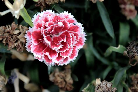 Beautiful Carnation Flower 45