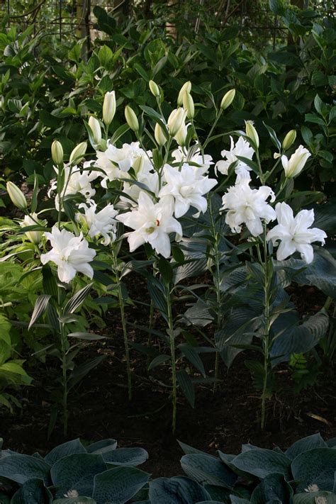 Lily Bulbs Lotus Beauty Oriental Hybrid Lilies Dutchgrown