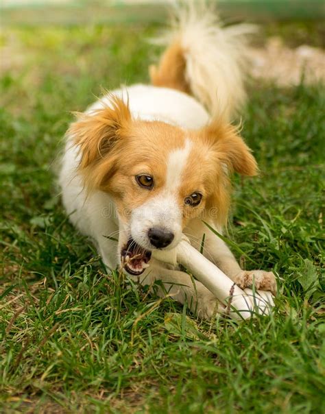 Cute Dog With A Bone Stock Photo Image Of Friend Cute 63275968