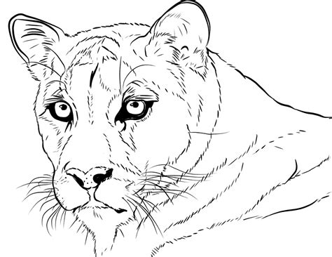 Cougar Coloring Pages Coloring Pages