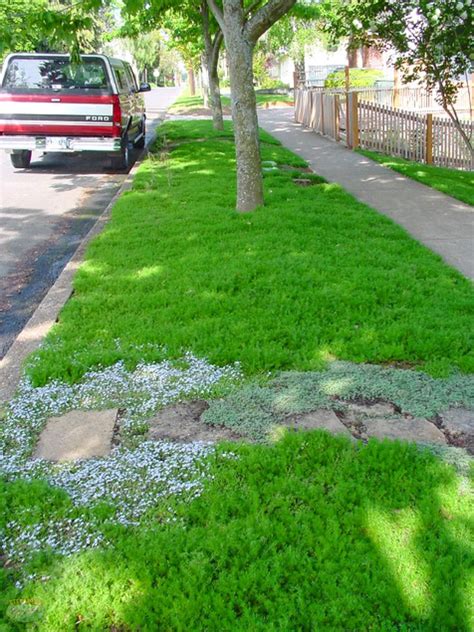 How To Choose Groundcovers And Plants To Use As Lawn Alternatives