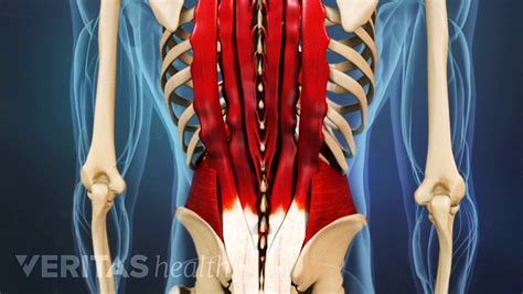 The muscles of the lower back help stabilize, rotate, flex, and extend the spinal column, which is a bony tower of 24 vertebrae that gives the body structure and houses the spinal cord. Immediate Treatment for a Back Muscle Strain