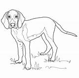 Coloring Foxhound Dog Weimaraner Hound Fox American Coon Printable Dogs Template Colouring Coonhound Drawing Basset Clipart sketch template