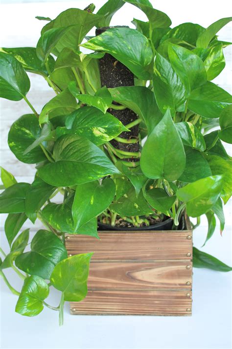 How To Grow Indoor Plants Fast Raka Grup