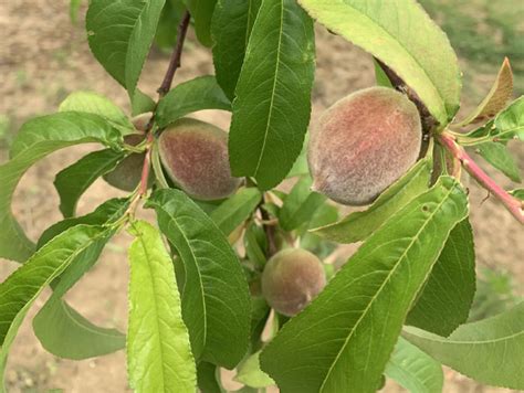 new jersey peach growers focus on thinning to produce large fruit perishable news