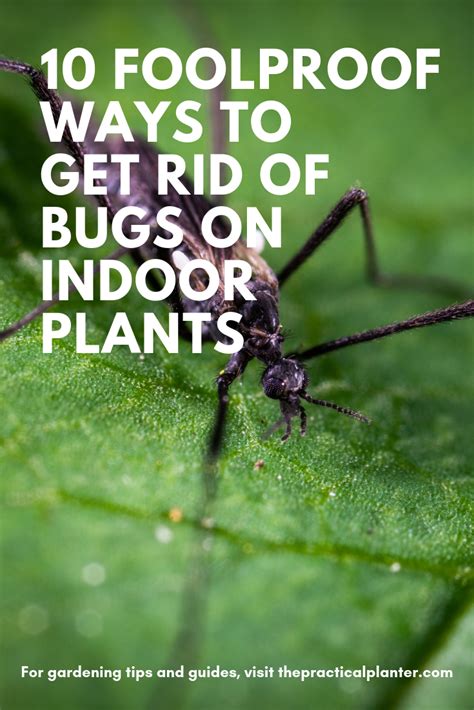 10 Foolproof Ways To Get Rid Of Bugs On Indoor Plants One List To Kill