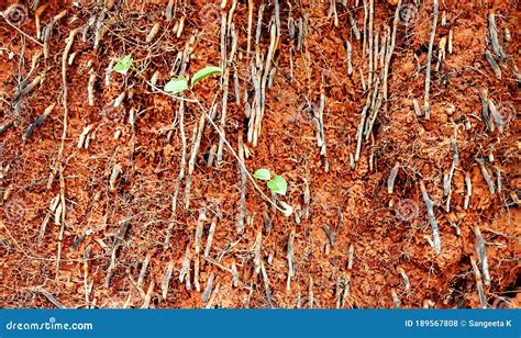 A Beautiful Background Of Roots In Soil Stock Photo Image Of Root