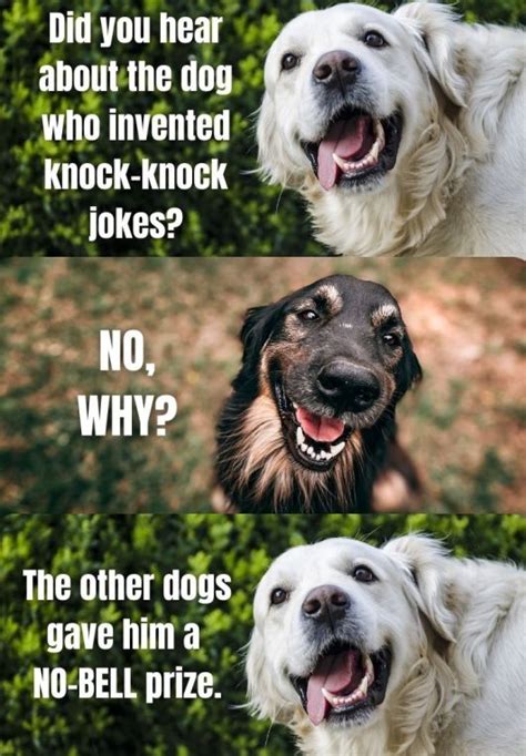 Top 10 Dog Knock Knock Jokes That Are Really Funny