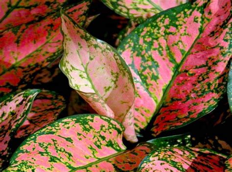 Aglaonema Lady Valentine Buy Indoor Plants Online Plants In A Box