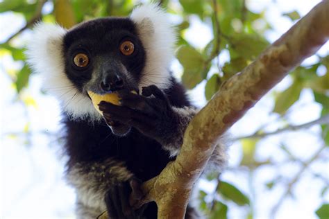 Madagascars Lemurs Are Near Extinction Scientists Say