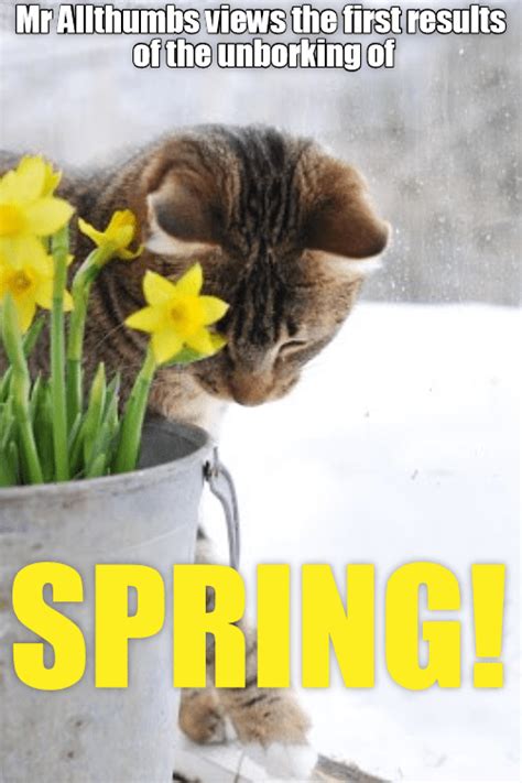 Spring Springs Forth At Kuppykakes Prep Skool Funny Cat Memes Silly